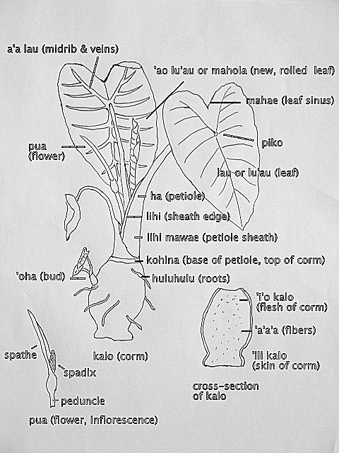 Kalo Anatomy 2