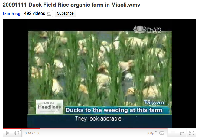 Taiwan ducking organic pest control