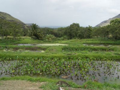 Ka'ala Farm