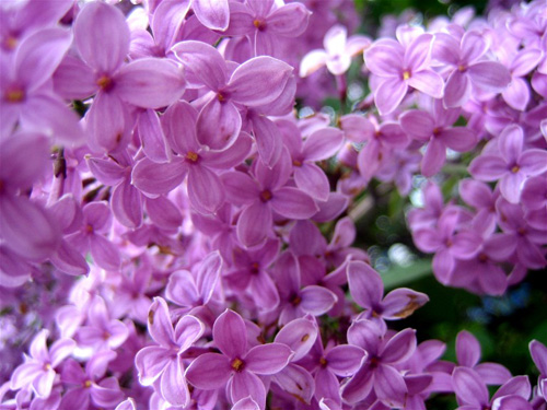 Lilac. Photo credit feb28.com